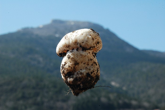 Hygrophorus marzuolus